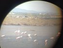 Flamants roses aux jumelles